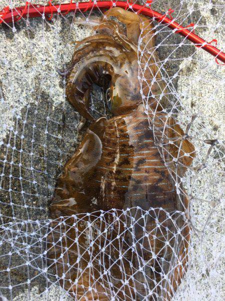春イカ求めて 南紀釣行
