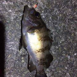 癒しのチビメバル