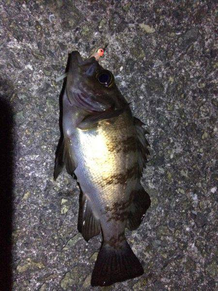 癒しのチビメバル