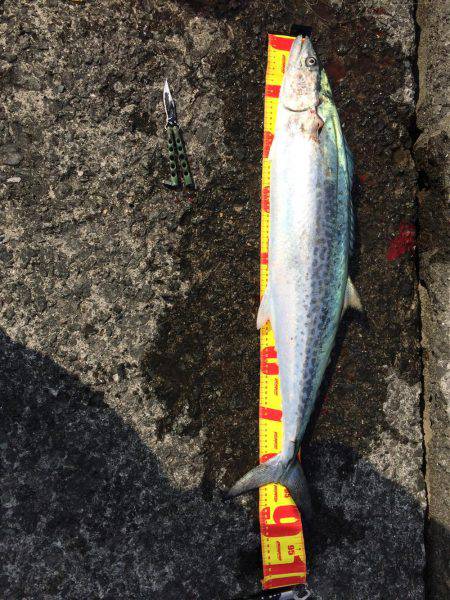 静かな漁港からの大物