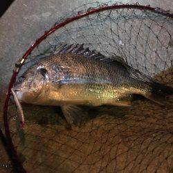 シーバスとチヌ狙いが…