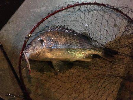 シーバスとチヌ狙いが…