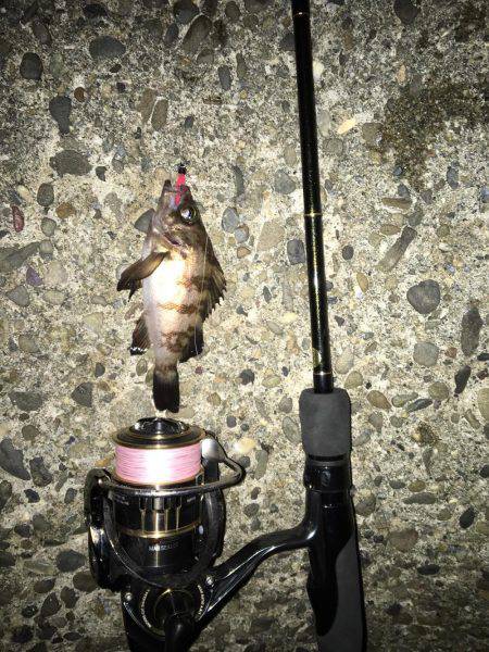 メバリング調査