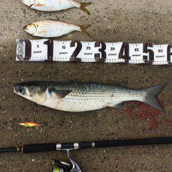 青物狙いですが