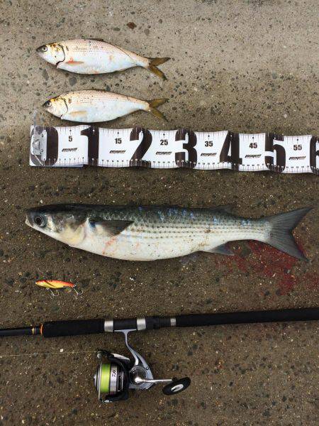 青物狙いですが