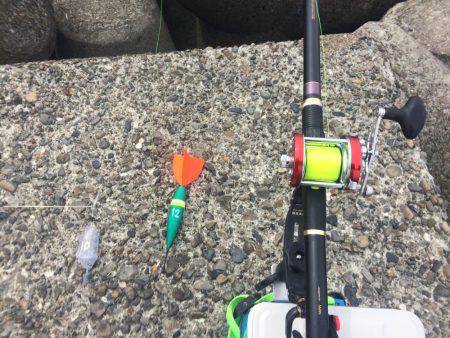 ノッコミマダイ連続Get!