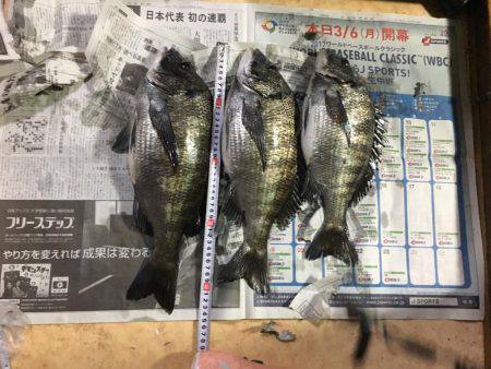 乗っ込みチヌ磯フカセ釣り