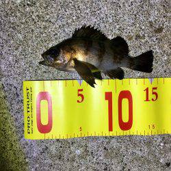 やっと釣れました