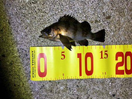 やっと釣れました