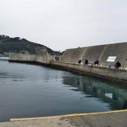 久しぶりのサビキ釣り