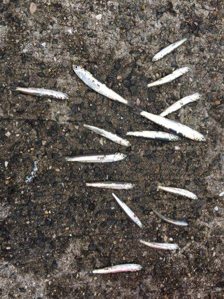 鰯の祭りーーー！