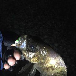 シャローメバリング