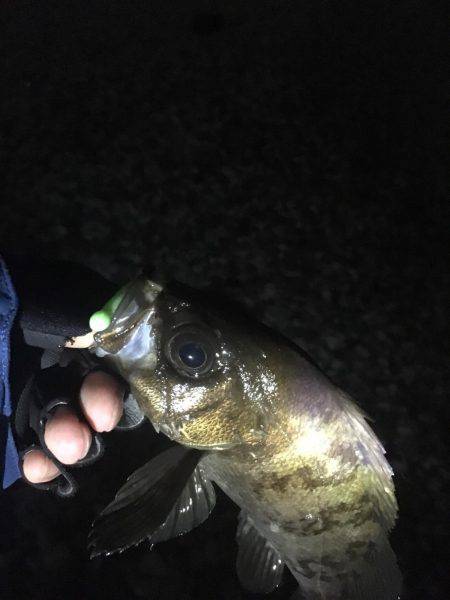 シャローメバリング