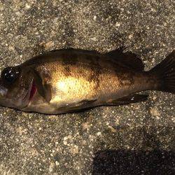 満潮で荒れてました。