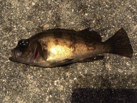 満潮で荒れてました。