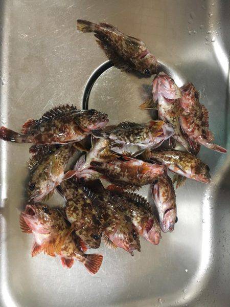 ガシラ釣れました