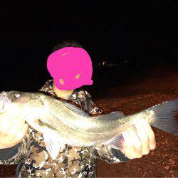 久々のシーバス！