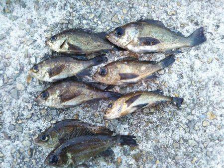 メバルプラッキング