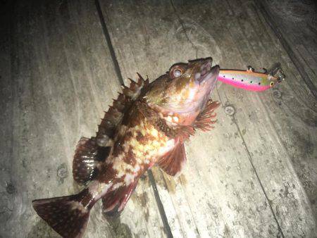 ラパラでガシラ