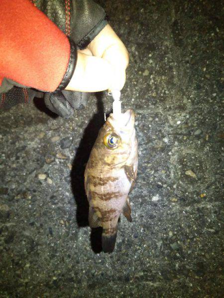 ワームとプラグでメバル