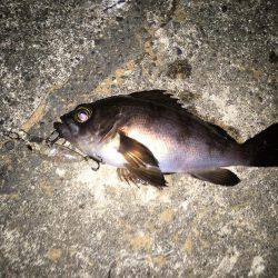 プラッキングメバル