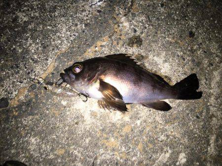 プラッキングメバル