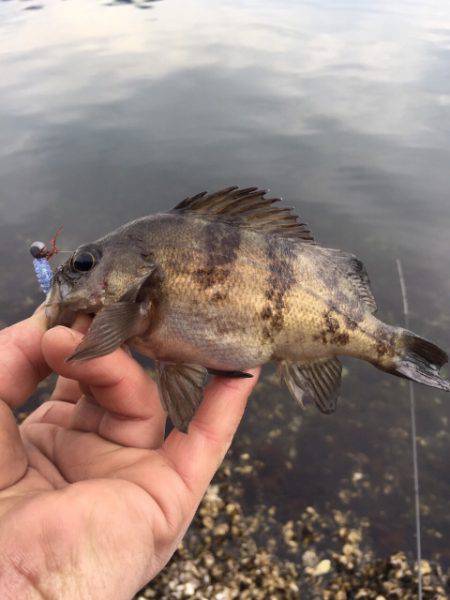 デイメバリング