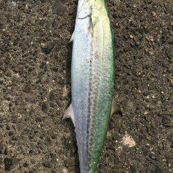 ショアジギング