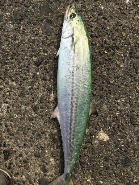 ショアジギング