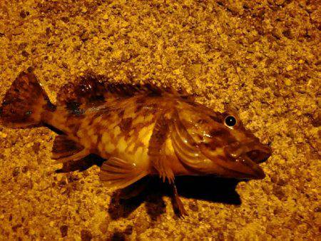 やっぱり相性悪い。。。