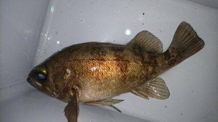 潮時を外すと厳しい