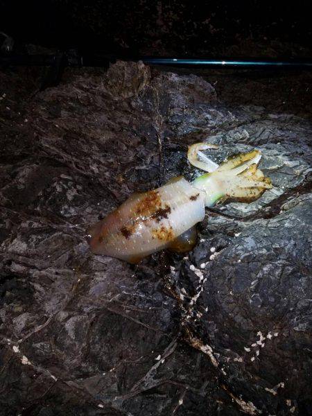 初のキロアップ♪