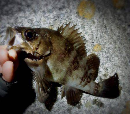 何とかメバルに会えました