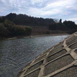 上津ダムのワカサギ、ラストスパート入りか