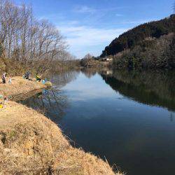 布目ダムもワカサギ好調