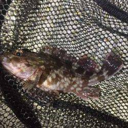 オンスさんの大会でメバリングデビュー