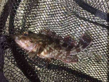 オンスさんの大会でメバリングデビュー