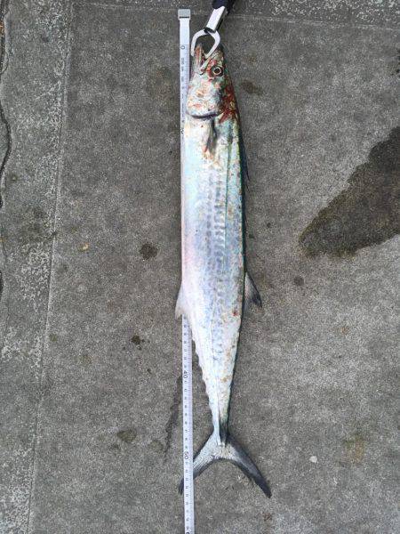 ショアジギング＋落とし込み