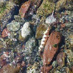 ショアジギング