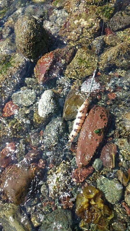 ショアジギング