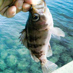 メバルを求めて・・!