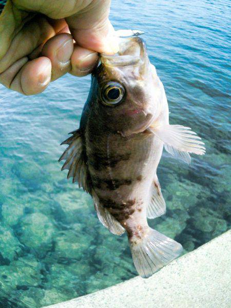 メバルを求めて･・！