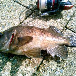 デイメバリング初～！