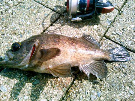 デイメバリング初～！