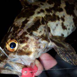 ロックロックこんばんわ。2