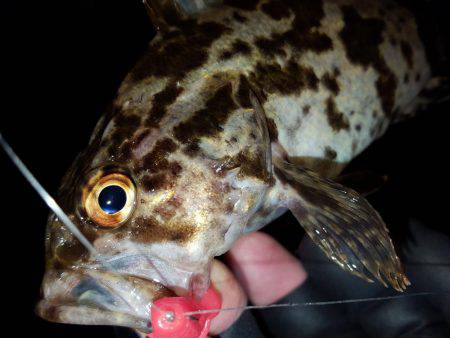 ロックロックこんばんわ。2