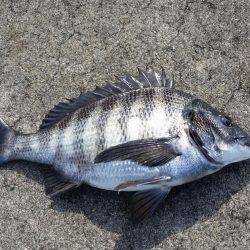 のっこみチヌ釣れました！