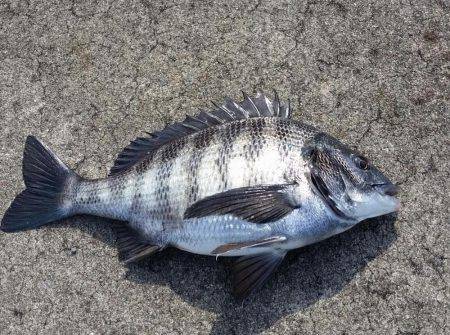 のっこみチヌ釣れました！