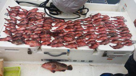 メバルが釣れないのでカサゴ釣り