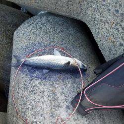 クロダイ時期早々